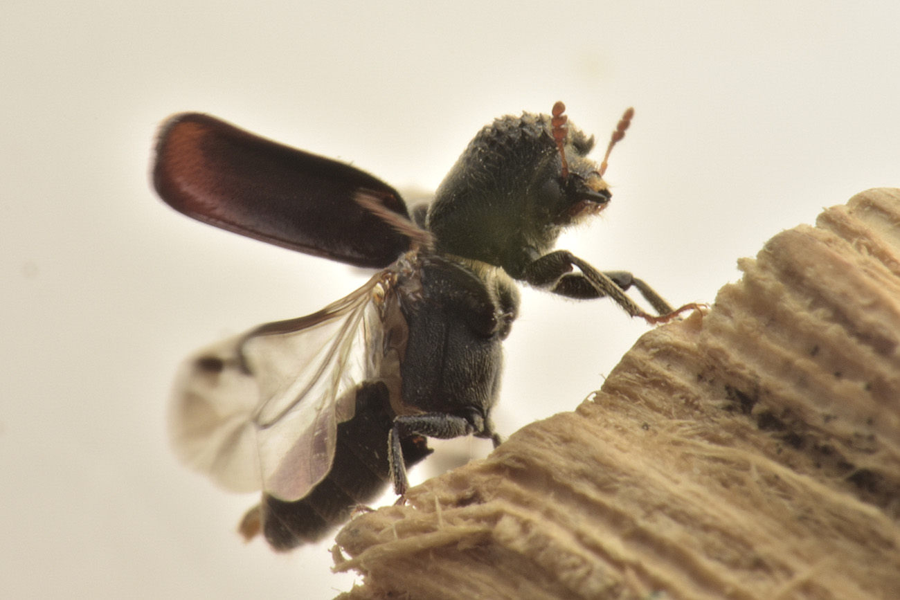 Bostrichidae: Xylopertha sp.? No, Micrapate xyloperthoides